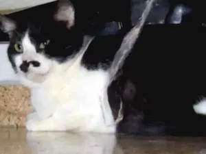 Gato raça SRD idade 2 anos nome Lulu Santos