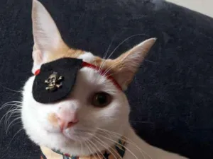 Gato raça SRD idade 1 ano nome Henry