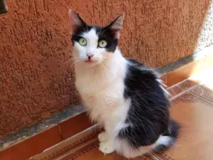 Gato raça SRD idade 1 ano nome Cruela
