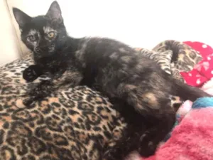 Gato raça SRD idade 7 a 11 meses nome Brenda