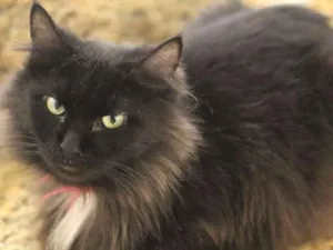 Gato raça SRD idade 2 anos nome Lis