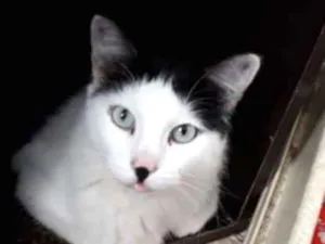 Gato raça SRD idade 3 anos nome Júnior