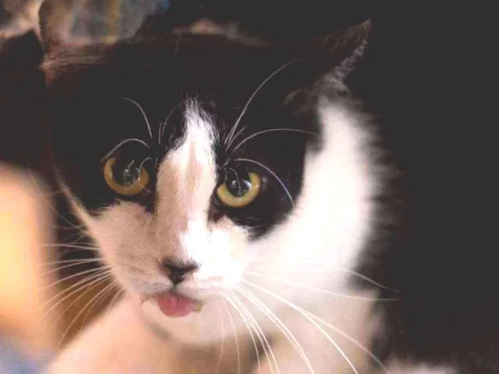 Gato raça SRD idade 3 anos nome Gianna