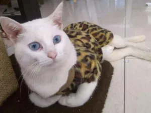Gato raça SRD idade 1 ano nome Durga