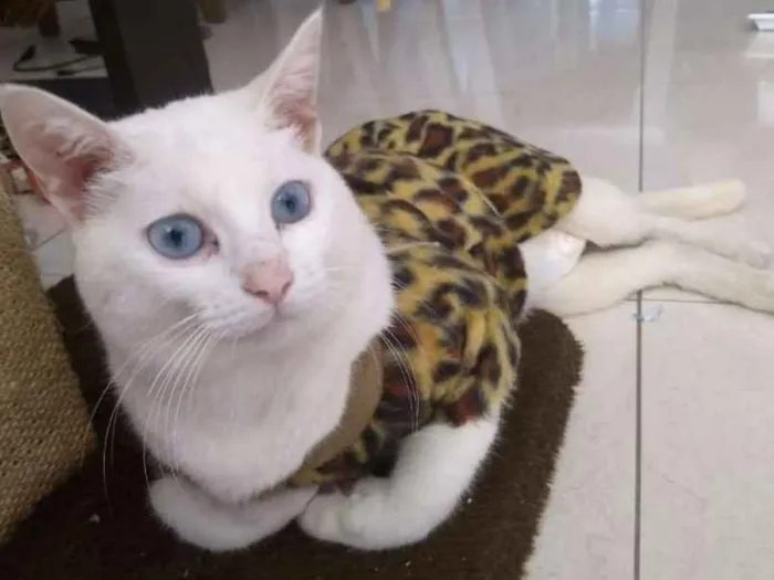 Gato ra a SRD idade 1 ano nome Durga