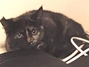 Gato raça SRD idade 7 a 11 meses nome Mari