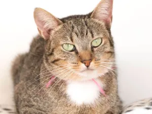 Gato raça SRD idade 2 anos nome Tania