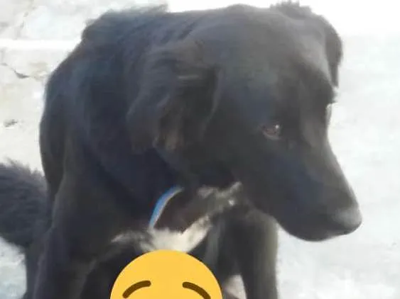 Cachorro ra a Do porte do labrado viralata  idade 2 anos nome Lunk