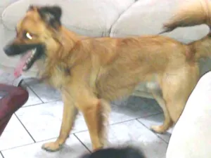 Cachorro raça Vira lata idade 5 anos nome Luck