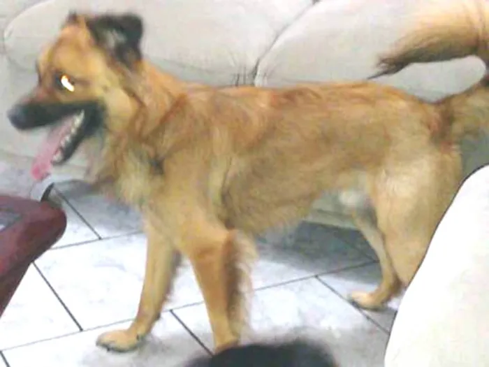 Cachorro ra a Vira lata idade 5 anos nome Luck