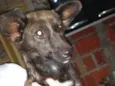 Bolinha