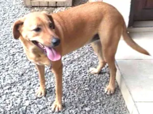 Cachorro raça Sem raça definida idade 4 anos nome Princess