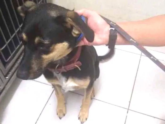 Cachorro ra a srd idade 7 a 11 meses nome Nescau 