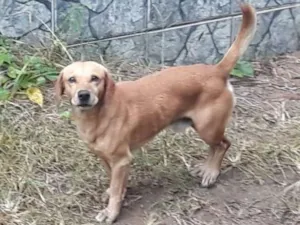 Cachorro raça Vira lara idade 3 anos nome Sheik