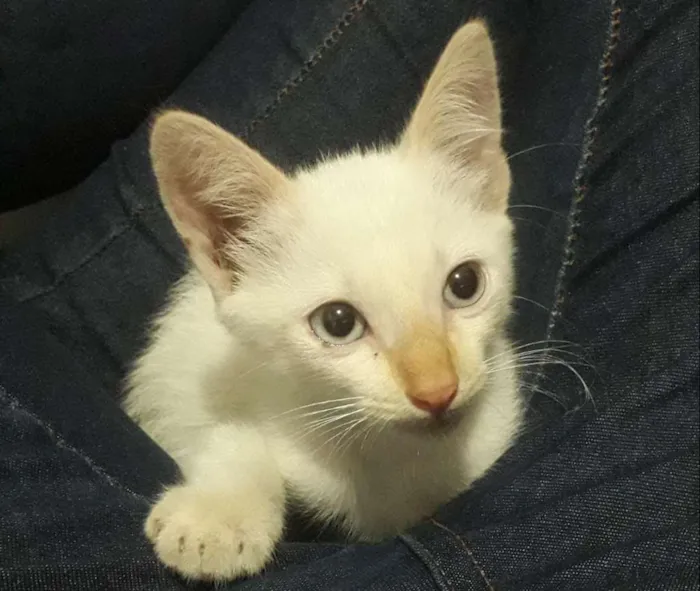 Gato raça SRD idade 2 a 6 meses nome Café