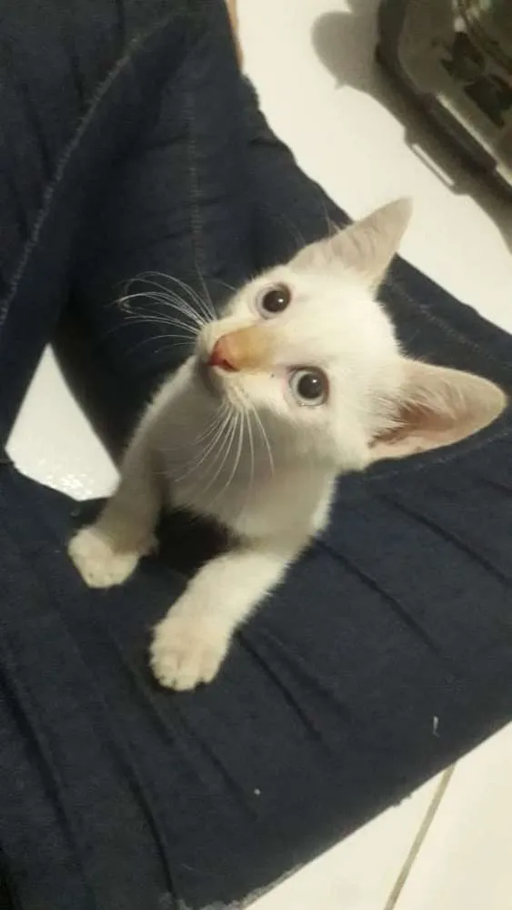 Gato raça SRD idade 2 a 6 meses nome Café