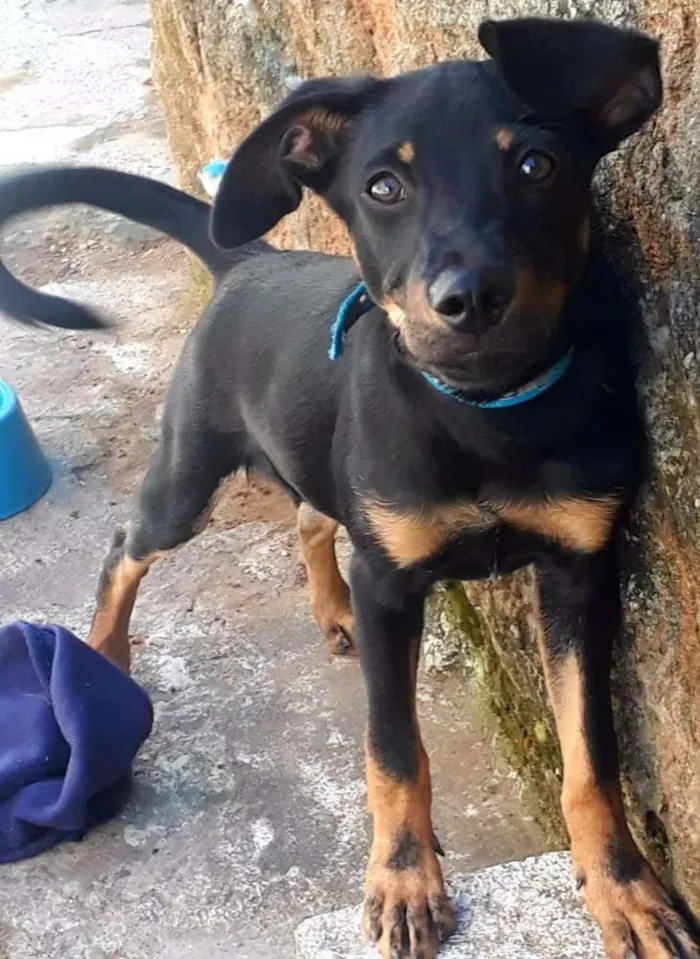 Cachorro ra a Mestiço idade 2 a 6 meses nome Luck