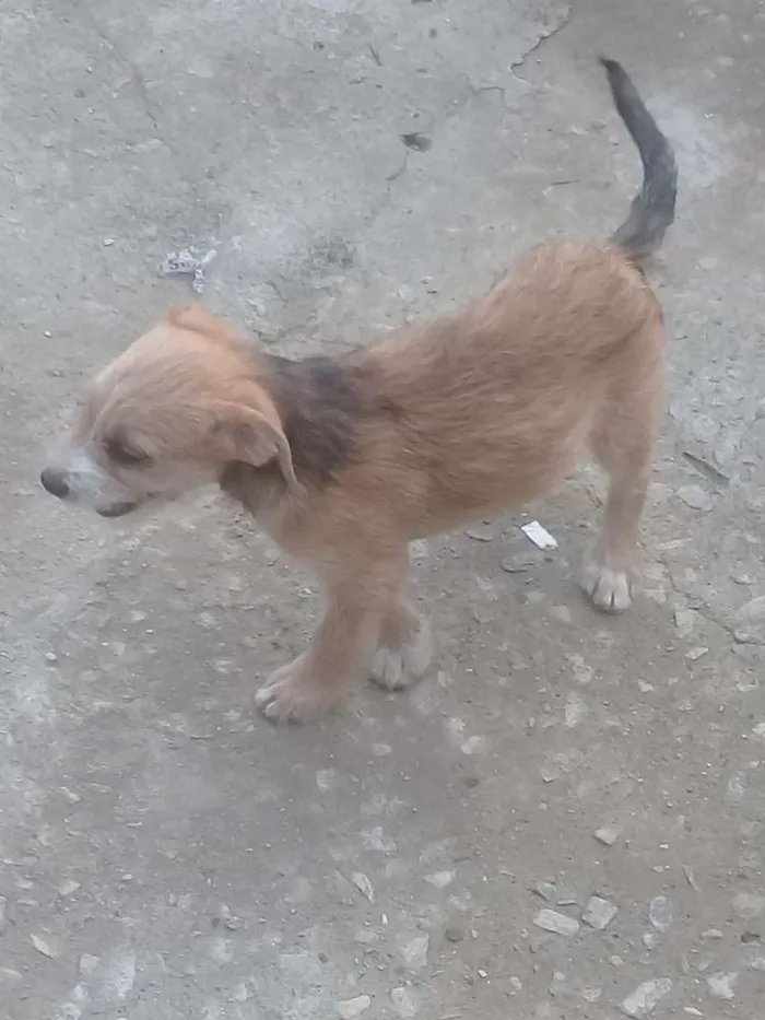 Cachorro ra a Vira lata idade 2 a 6 meses nome Indefinido 