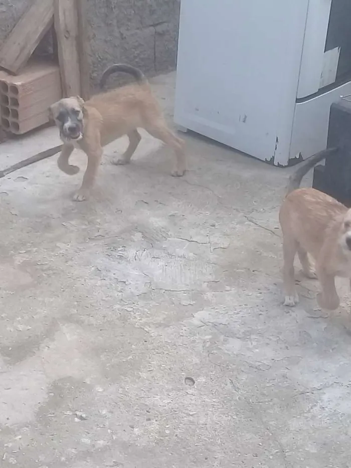 Cachorro ra a Vira lata idade 2 a 6 meses nome Indefinido 