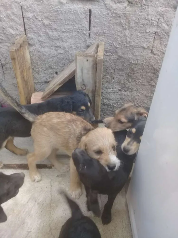 Cachorro ra a Vira lata idade 2 a 6 meses nome Indefinido 