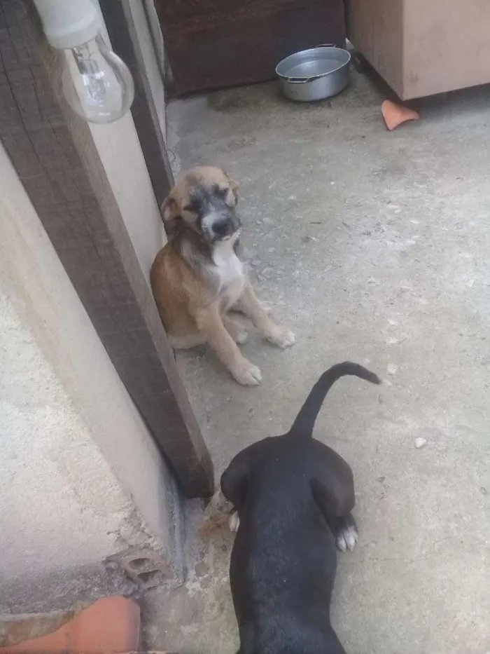 Cachorro ra a Vira lata idade 2 a 6 meses nome Indefinido 