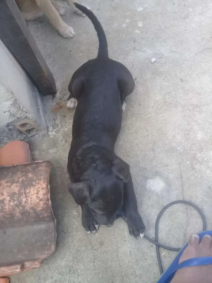 Cachorro ra a Vira lata idade 2 a 6 meses nome Indefinido 