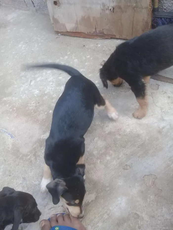 Cachorro ra a Vira lata idade 2 a 6 meses nome Indefinido 