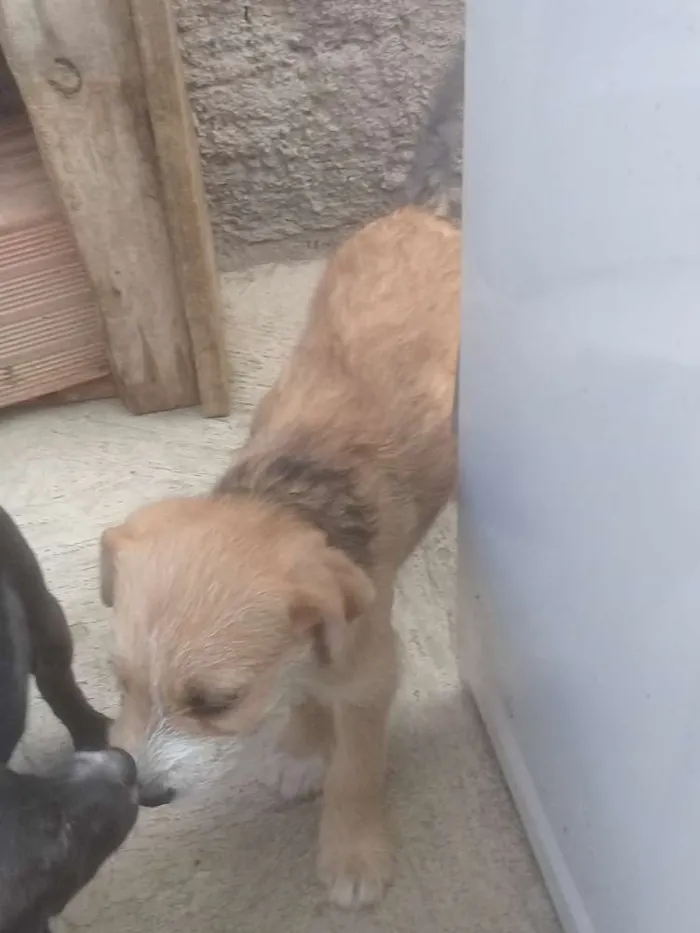 Cachorro ra a Vira lata idade 2 a 6 meses nome Indefinido 