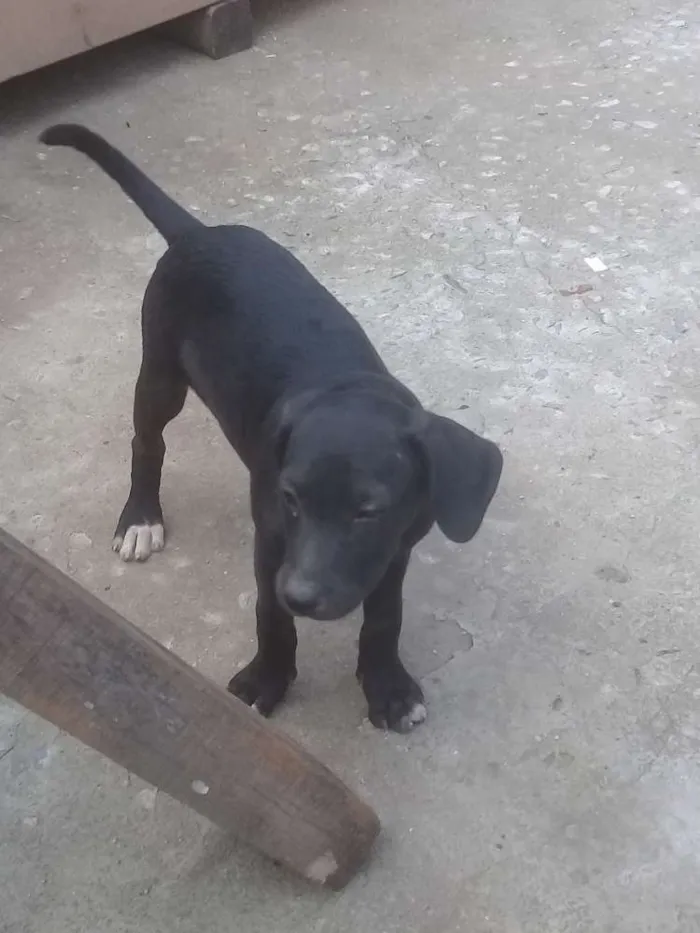 Cachorro ra a Vira lata idade 2 a 6 meses nome Indefinido 