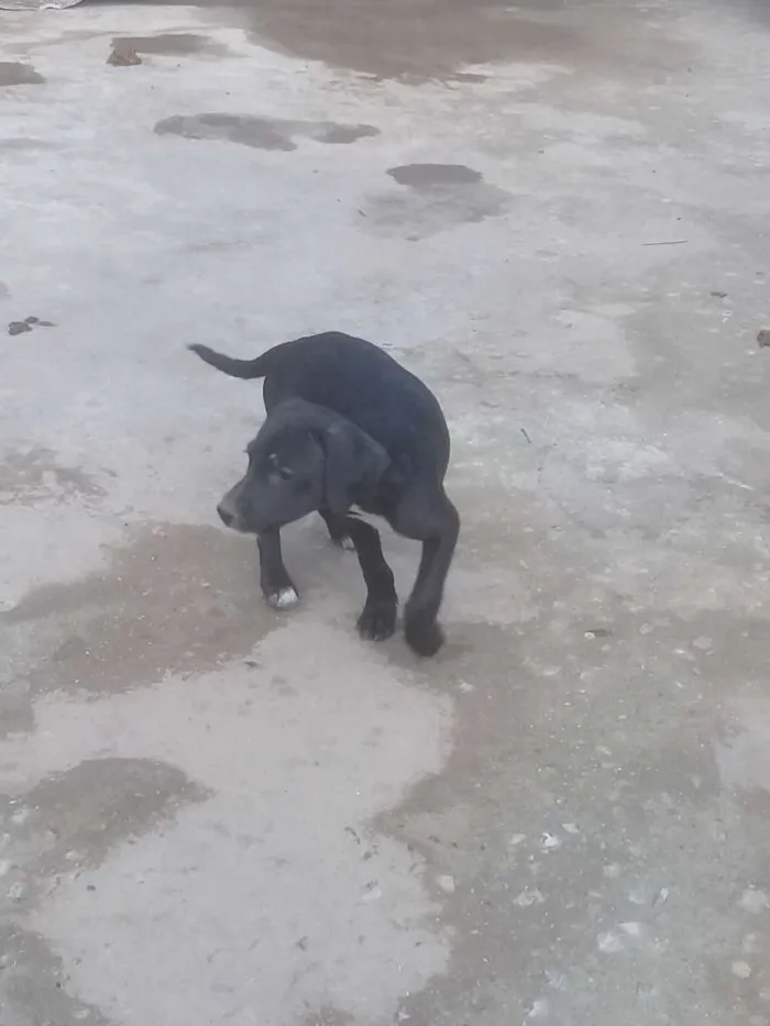 Cachorro ra a Vira lata idade 2 a 6 meses nome Indefinido 