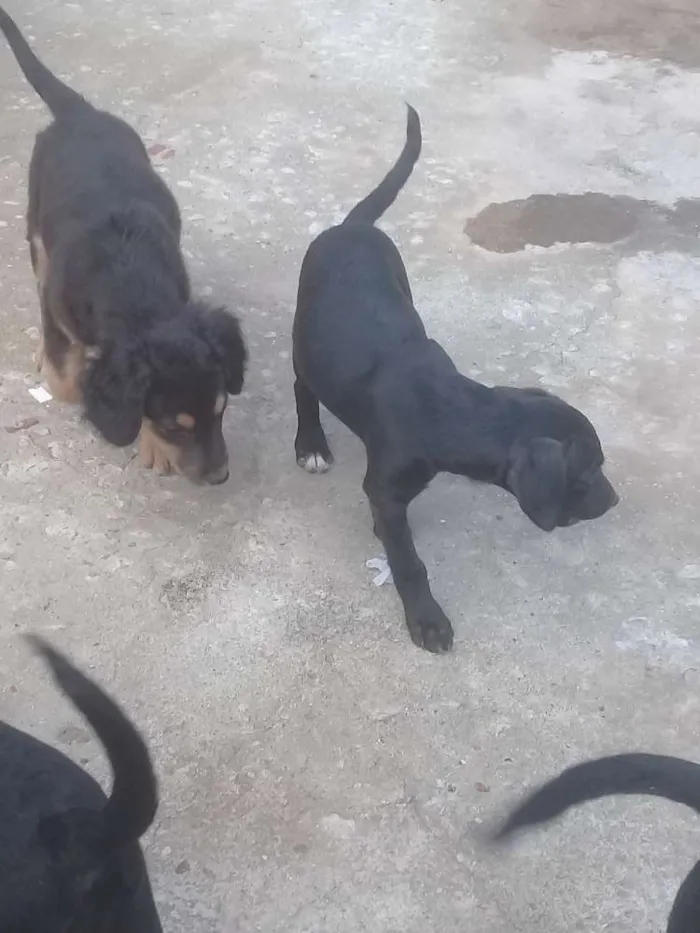 Cachorro ra a Vira lata idade 2 a 6 meses nome Indefinido 