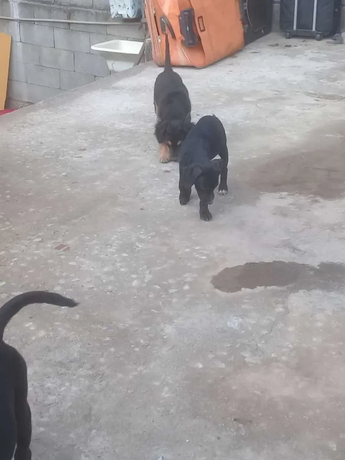 Cachorro ra a Vira lata idade 2 a 6 meses nome Indefinido 