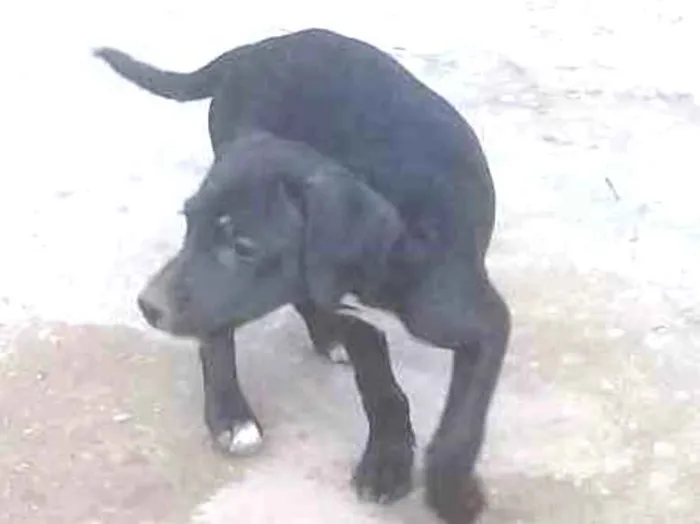 Cachorro ra a Vira lata idade 2 a 6 meses nome Indefinido 