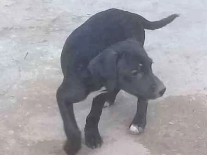 Cachorro ra a Vira lata idade 2 a 6 meses nome Indefinido 