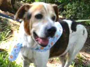 Cachorro raça srd idade 6 ou mais anos nome Euclides Jorge