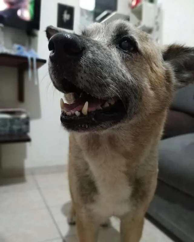 Cachorro ra a Viralata idade 6 ou mais anos nome Gohan