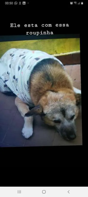 Cachorro ra a Viralata idade 6 ou mais anos nome Gohan