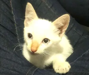 Gato raça SRD idade 2 a 6 meses nome Café
