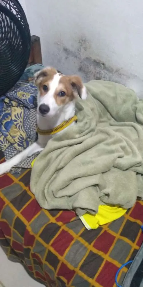 Cachorro ra a Desconheço idade 7 a 11 meses nome Pluft