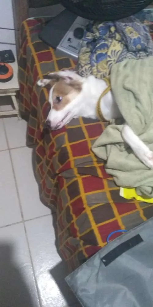 Cachorro ra a Desconheço idade 7 a 11 meses nome Pluft