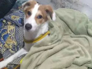 Cachorro raça Desconheço idade 7 a 11 meses nome Pluft