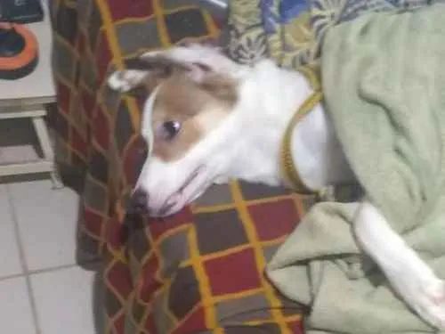 Cachorro ra a Desconheço idade 7 a 11 meses nome Pluft