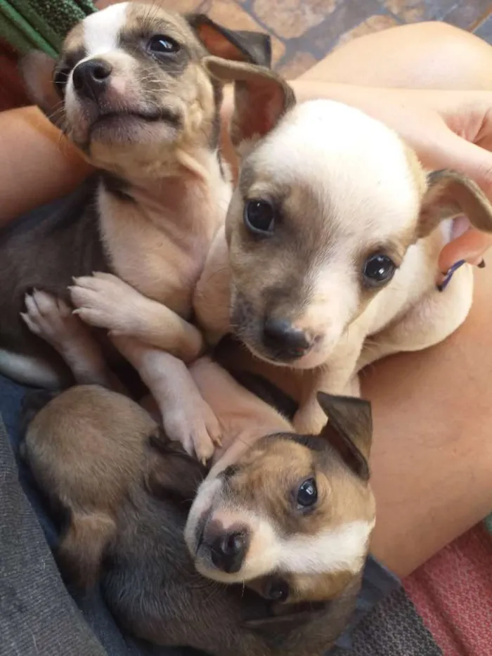 Cachorro ra a Filhote de pinscher e cofap idade Abaixo de 2 meses nome Sem nome 