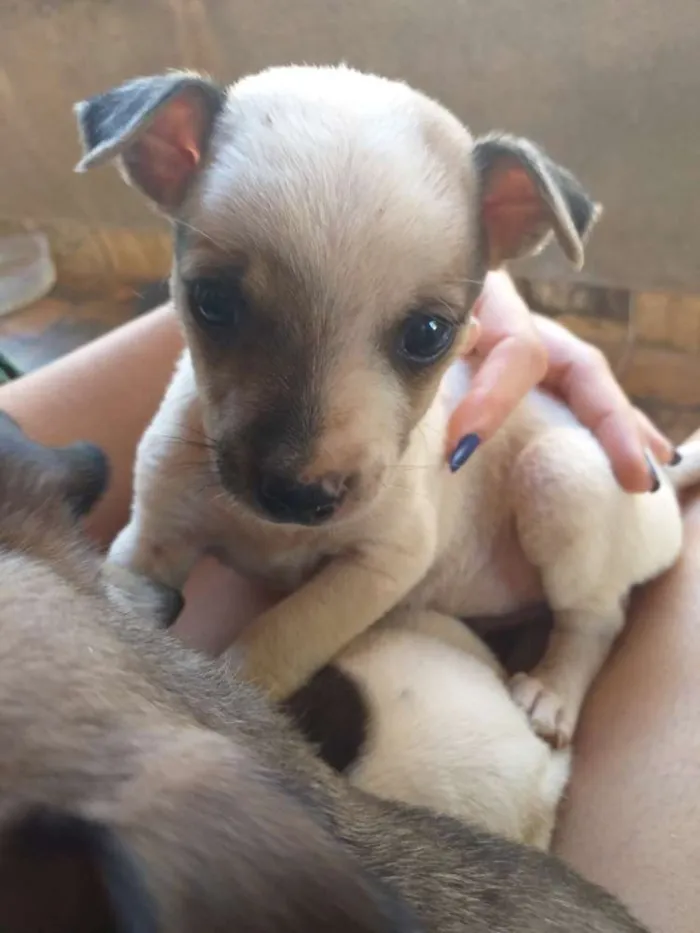 Cachorro ra a Filhote de pinscher e cofap idade Abaixo de 2 meses nome Sem nome 