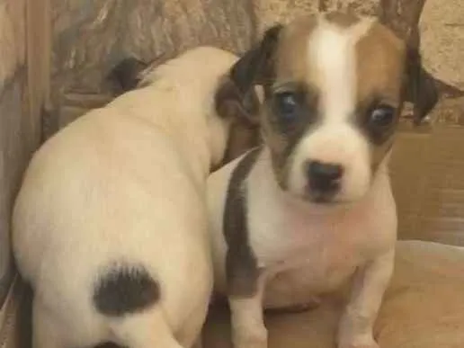 Cachorro ra a Filhote de pinscher e cofap idade Abaixo de 2 meses nome Sem nome 