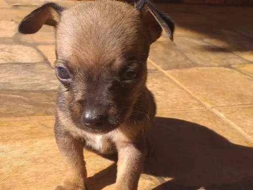 Cachorro ra a Filhote de pinscher e cofap idade Abaixo de 2 meses nome Sem nome 