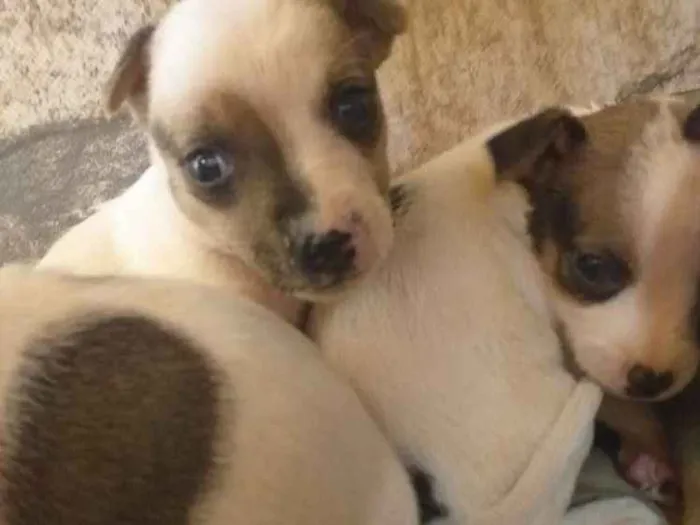 Cachorro ra a Filhote de pinscher e cofap idade Abaixo de 2 meses nome Sem nome 