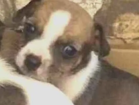 Cachorro ra a Filhote de pinscher e cofap idade Abaixo de 2 meses nome Sem nome 
