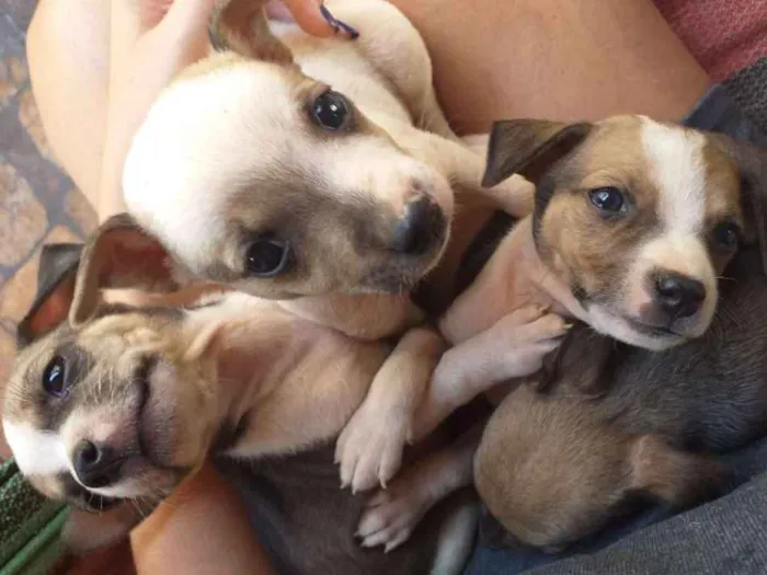 Cachorro ra a Filhote de pinscher e cofap idade Abaixo de 2 meses nome Sem nome 