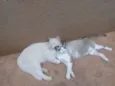 Mãezinha e Principe